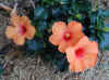 Hibiscus2.jpg (128267 bytes)