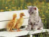 Kittyducks.jpg (46540 bytes)